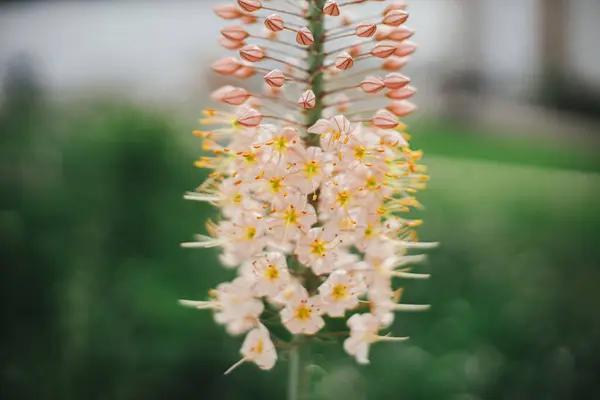 Gyönyörű Eremurus Virágzik Angol Ház Kertben Közelről Rózsaszín Eremurus Virág Stock Kép