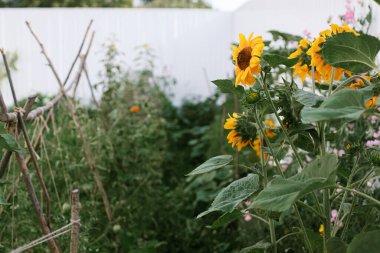 Bahçe yataklarının arka planında güzel ayçiçekleri ve kentsel organik bahçede sebzeler. Homestead yaşam tarzı. Vahşi toplum bahçesi