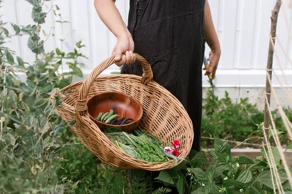 Farmer Harvesting Vegetables Greens Raised Garden Bed Wicker Basket Close — Foto Stock