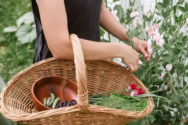 女人收着甜豌豆花 在柳条筐里收获蔬菜 都靠得很近 家庭生活方式 在城市有机花园种植蔬菜和花卉 — 图库照片