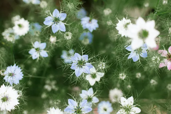Beautiful nigella blooming in cottage garden. Close up of blue and white love in a mist flowers. Floral wallpaper. Homestead lifestyle and wild natural garden