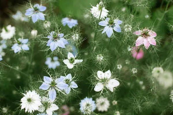 Beautiful nigella blooming in cottage garden. Close up of blue and white love in a mist flowers. Floral wallpaper. Homestead lifestyle and wild natural garden
