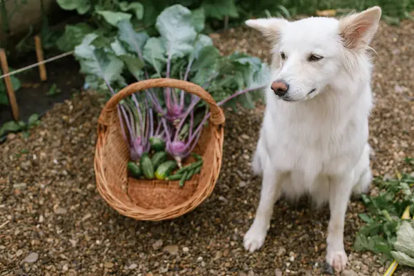 Cute dog sitting at wicker basket with cabbage, cucumber and beans. Harvesting vegetables in urban organic garden. Homestead lifestyle. Adorable white danish spitz dog helping in garden
