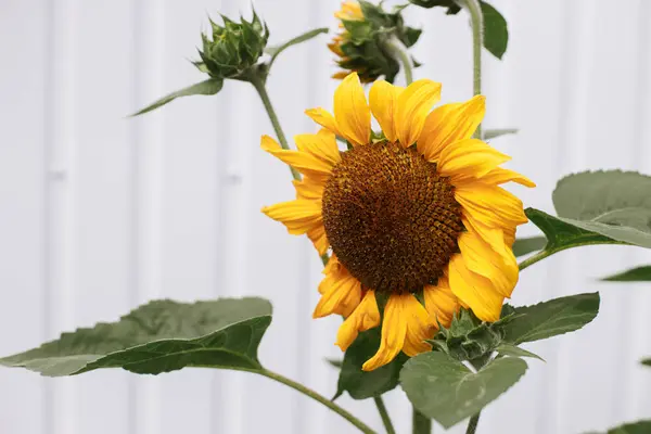 Beautiful Sunflowers Growing Urban Organic Garden Homestead Lifestyle Pollination Agriculture Stock Image