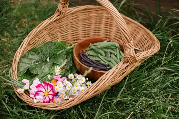 Homestead Lifestyle Vegetables Chard Leaves Beans Flowers Wicker Basket Close Stock Image