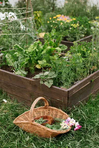 Zöldségek Mángold Levelek Bab Virágok Fonott Kosárban Háttérben Emelt Kerti Stock Kép