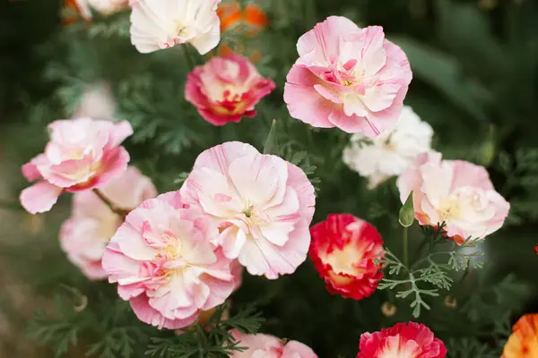 Hermosas Amapolas California Rosa Floreciendo Jardín Cabaña Primer Plano Coloridas Imágenes De Stock Sin Royalties Gratis