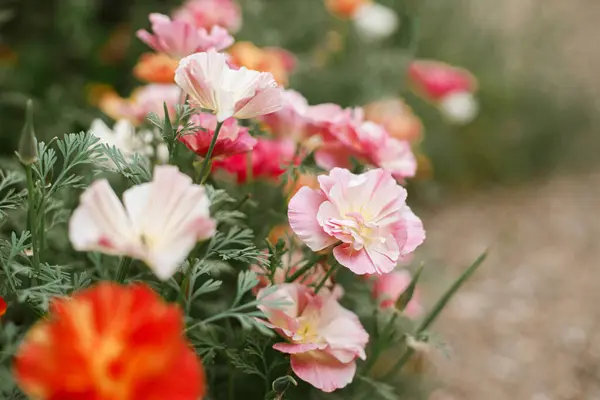 Hermosas Amapolas California Rosa Floreciendo Jardín Cabaña Primer Plano Coloridas Imagen de stock