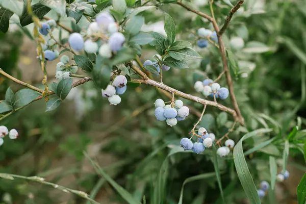 Blueberry Branch Unripe Berries Closeup Organic Garden Homestead Lifestyle Growind Stock Photo
