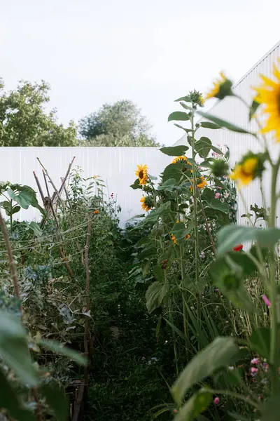 ไลฟ สไตล โฮมสเตด ยกเต ยงสวนท ยวและดอกไม ในสวนอ นทร ในเม สวนช รูปภาพสต็อกที่ปลอดค่าลิขสิทธิ์