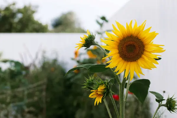 Bunga Matahari Yang Indah Latar Belakang Kebun Yang Ditinggikan Dengan Stok Gambar Bebas Royalti