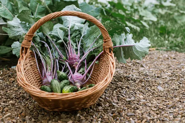 Homestead Lifestyle Cabbage Cucumber Beans Wicker Basket Close Harvesting Vegetables Stock Image