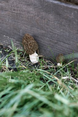 Bahçede yetişen Morchella mantarları yakın plan. Gerçek ahlak kuralları. Morchella esculenta. Mantar lezzeti, lezzetli yenilebilir mantarlar.