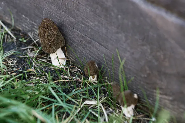 Cogumelos Morchella Que Crescem Jardim Fecham Verdadeiros Morels Morchella Esculenta Fotografia De Stock