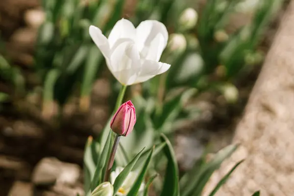 Прекрасні Тюльпани Сонячному Саду Рожеві Білі Тюльпани Весняні Квіти Цвітуть Стокова Картинка