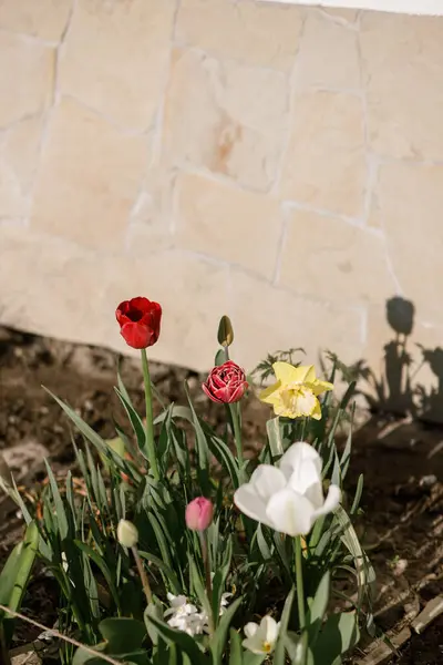 Bunga Tulip Dan Bunga Bakung Yang Indah Taman Yang Cerah Stok Foto