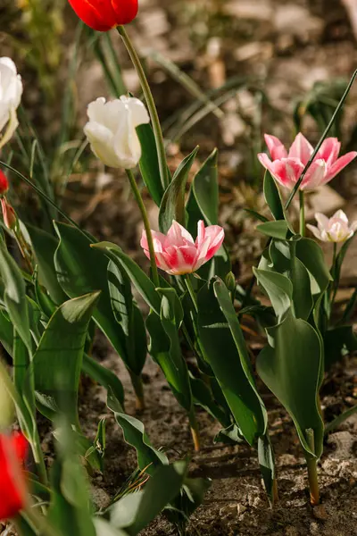 Schöne Tulpen Sonnigen Garten Pinkfarbene Und Rote Tulpen Blühen Stadtgarten Stockfoto
