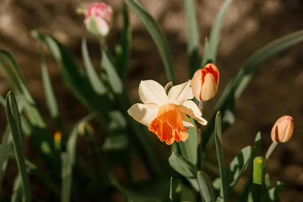 Prachtige Tulpen Narcissen Zonnige Tuin Roze Tulpen Gele Narcissen Lentebloemen Rechtenvrije Stockafbeeldingen