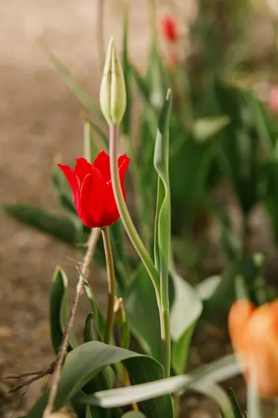 Indah Tulip Taman Cerah Bunga Tulip Merah Dan Pink Mekar Stok Gambar Bebas Royalti