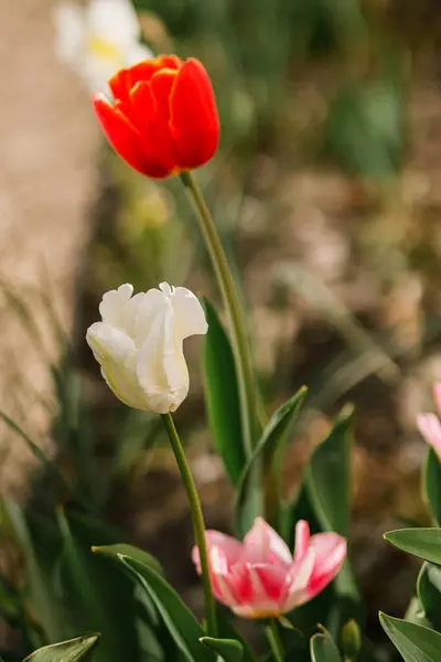 Prachtige Tulpen Zonnige Tuin Roze Rode Tulpen Lentebloemen Bloeien Stedelijke Stockfoto