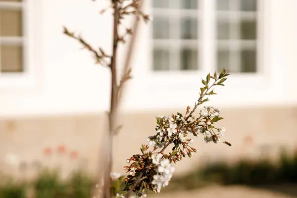 Blühende Kirschbaumzweige Aus Nächster Nähe Vor Dem Hintergrund Eines Modernen Stockbild