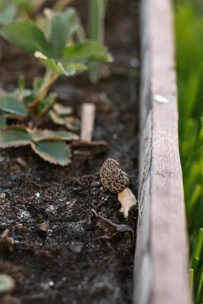 Champignons Morchella Poussant Dans Jardin Close Vraies Morilles Morchella Esculenta Image En Vente