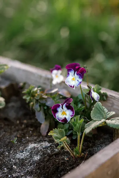 Beautiful Viola Raised Garden Bed Urban Organic Garden Homestead Lifestyle Stock Image