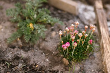 Armeria, güneşli bahar bahçesine yakın. Kentsel organik bahçede pembe çiçekler