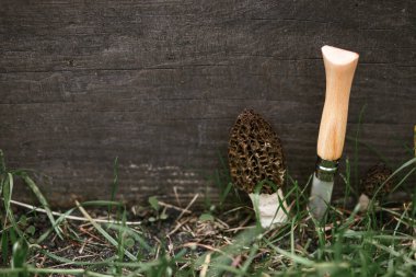 Bahçede ve bıçakta yetişen Morchella mantarları. Gerçek ahlak kuralları. Morchella esculenta toplanıyor. Mantar lezzeti, lezzetli yenilebilir mantarlar.