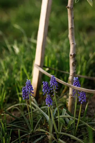 Gyönyörű Muscari Virágok Napos Kertben Kék Tavaszi Virágok Városi Kertben Stock Kép