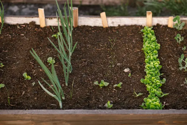 Bawang Dan Sayuran Tumbuh Kebun Yang Ditinggikan Menutup Tempat Tidur Stok Lukisan  