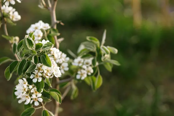 Blühende Birnbaumzweige Aus Nächster Nähe Frühlingsgarten Lebensstil Auf Dem Bauernhof lizenzfreie Stockfotos