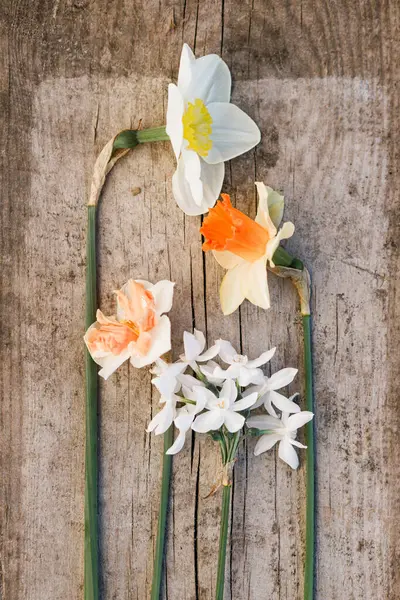 Красиві Нарциси Плоскі Сільському Дерев Яному Тлі Вирощування Квітів Весняної Стокове Фото