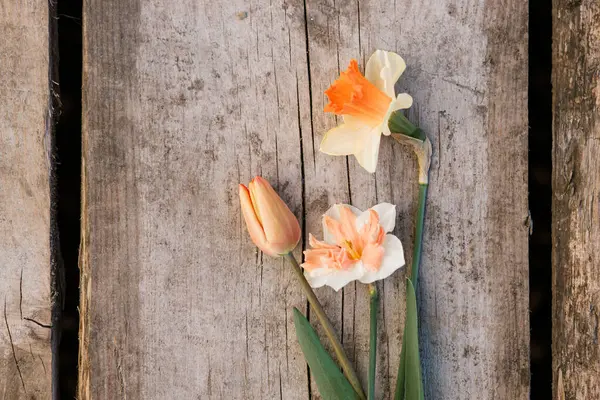Prachtige Narcissen Tulpen Rustieke Platte Lag Verouderde Houten Achtergrond Begrepen Stockfoto