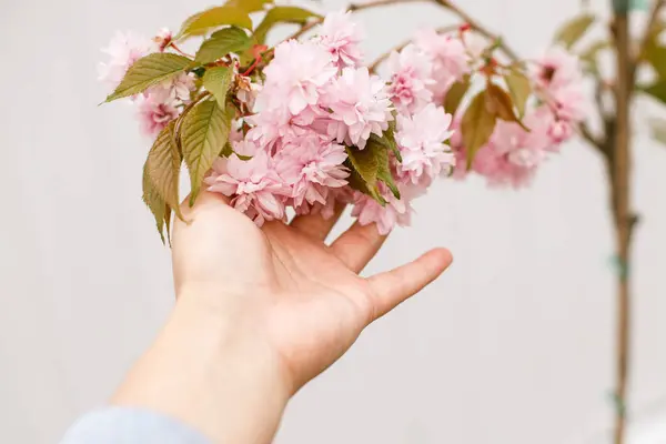 Hand Holding Blooming Sakura Tree Branch Close Background White Fence Rechtenvrije Stockfoto's