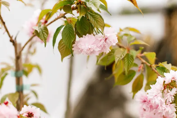 Blooming Sakura Tree Branch Close Background White Fence Spring Garden kuvapankkikuva