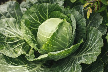 Şehir bahçesinde lahana yetişiyor. Lahana yaprakları ve kafa yakın. Ev yapımı yiyecekler, organik sebzeler, bahçe pankartları.