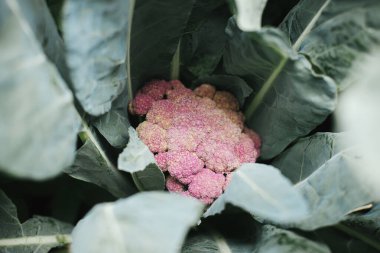 Şehir bahçesinde büyüyen karnabahar. Karnabahar mor lahana yaprakları ve kafa yakın. Ev yapımı yiyecekler, organik sebzeler, bahçe pankartları.