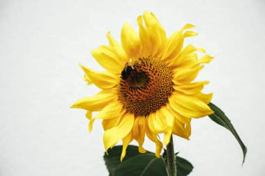 Güzel ayçiçeğinin üzerindeki yaban arısı kentsel organik bahçenin beyaz arka planına yaklaşır. Tozlaşma ve tarım. Tozlaşan çiçekler