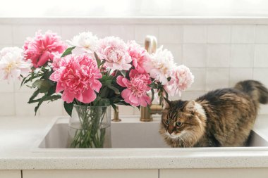 Şirin kedi ve lavabodaki güzel şakayıklar yeni İskandinav evindeki pirinçten musluk ve beyaz tezgahın arkasında. Modern mutfak içinde evcil hayvan ve pembe şakayık çiçekleri.