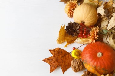 Şükran Günü geçmişi. Balkabakları, yapraklar ve çiçekler, beyaz ahşap arka planda böğürtlen ve çam kozalakları, metin için yeri olan düz bir yer. Sonbahar bayrağı. Sonbahar hasatı