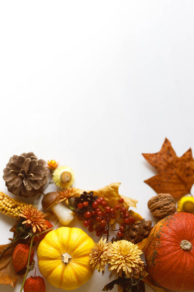 Thanksgiving Background Pumpkins Fall Leaves Flowers Berries Pine Cones White Royalty Free Stock Images