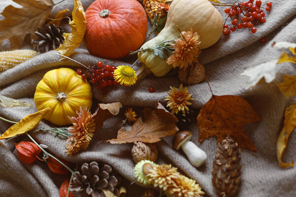 Thanksgiving Background Flat Lay Pumpkins Fall Leaves Flowers Berries Pine Royalty Free Stock Images