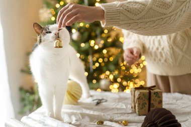 Şirin kedi, hoş süveter giymiş bir kadına Noel hediyesi kutusu süsleyerek masa başında modern süslemelerle şık bir Noel ağacı süsü veriyor. Mutlu Noeller ve mutlu tatiller.