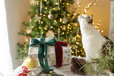 Masada şık Noel hediyeleriyle oturan sevimli kedi. Arka planda ışıklarla süslenmiş modern süsler var. Mutlu Noeller! Evcil hayvanlar ve kış tatilleri