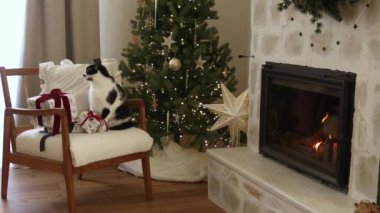 Süslü Noel ağacı ışıkları ve yanan şöminenin arka planında süslü Noel hediyeleriyle rahat koltukta oturan sevimli kedi. Atmosferik Noel arifesi. Tatil ve evcil hayvan görüntüleri