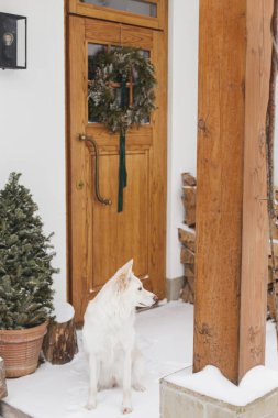 Güzel beyaz köpek ahşap kapıların arkasında şık Noel çelenkleri, yakacak odunları ve karlı girişi olan ağaçlar. Modern çiftlik evinin verandasında kış dekoruyla oturan sevimli köpek.