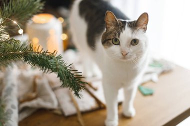 Sevimli meraklı kedi ve ahşap masada parlayan fener. İçinde tipik noel hediyeleri ve altın ışıklı modern kağıt süsler var. Mutlu Noeller! Hayvan ve atmosferik tatil zamanı