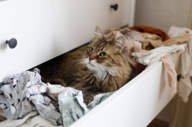 Çekmecede yeni doğmuş kıyafetlerle oturan sevimli kedi. Hamilelik ve evcil hayvan konsepti, komik bir an. Sevimli tekir kedicik bebek kıyafetlerinin arasında rahatlıyor.