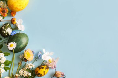 Mutlu Paskalyalar! Modern sarı yumurtalar ve bahar çiçekleri mavi arkaplanda yazı için boşluk bırakırlar. Paskalya bayrağı, poster şablonu